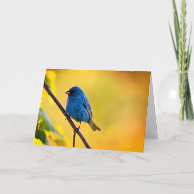 Silent wonders blank greeting card Indigo Bunting Karte (Vorderseite)