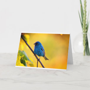 Silent wonders blank greeting card Indigo Bunting Karte