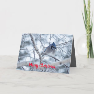 Silent Wonders Christmas Card Blue Jay Dankeskarte
