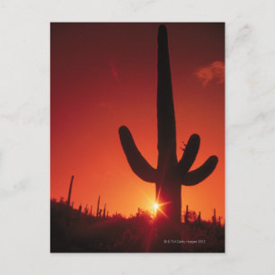 Silhouette der Kakteen bei Dämmerung , Saguaro Nat Postkarte