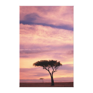 Silhouette des Akazienbaums bei Sonnenaufgang Leinwanddruck