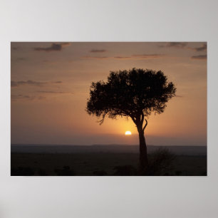 Silhouette des Baumes auf schlicht, Masai Mara 2 Poster