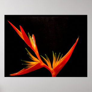 Silhouette des Paradieses Poster