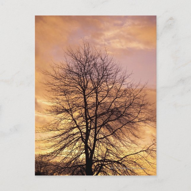 Silhouette eines Baumes mit Rosa und Orange Sky Postkarte (Vorderseite)