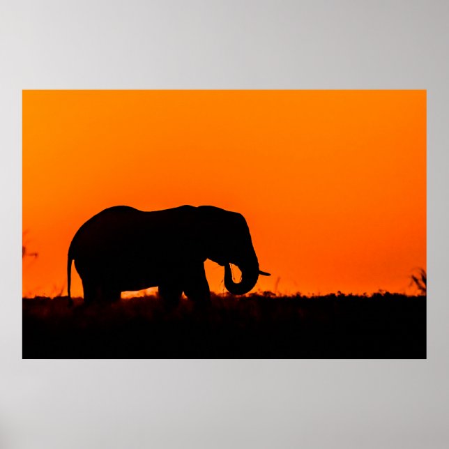 Silhouette eines Elefanten bei Sonnenuntergang Poster (Vorne)