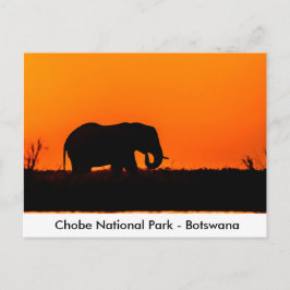 Silhouette eines Elefantenbulls bei Sonnenuntergan Postkarte