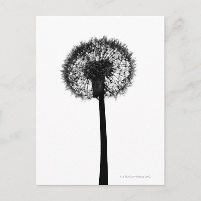 Silhouette eines Löwenzahns Postkarte (Vorderseite)