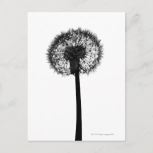 Silhouette eines Löwenzahns Postkarte