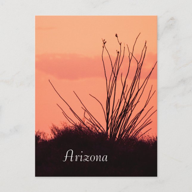 Silhouette eines Ocotillo Arizona Postkarte (Vorderseite)