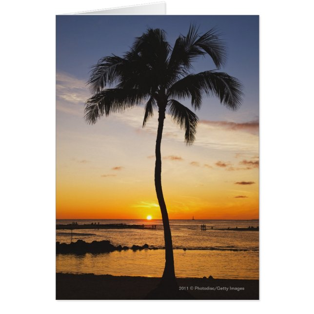 Silhouette eines Palmenbaumes durch einen Roten Or (Vorne)