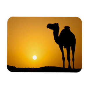 Silhouette eines wilden Kamels am Sonnenuntergang Magnet