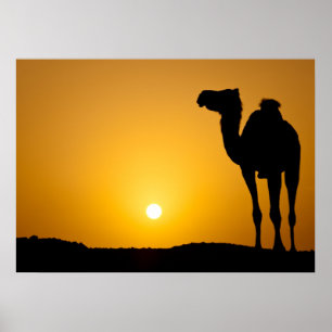 Silhouette eines wilden Kamels bei Sonnenuntergang Poster