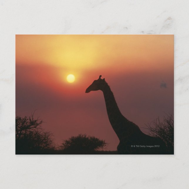 Silhouette Giraffe (Giraffa Camelopardalis) Postkarte (Vorderseite)