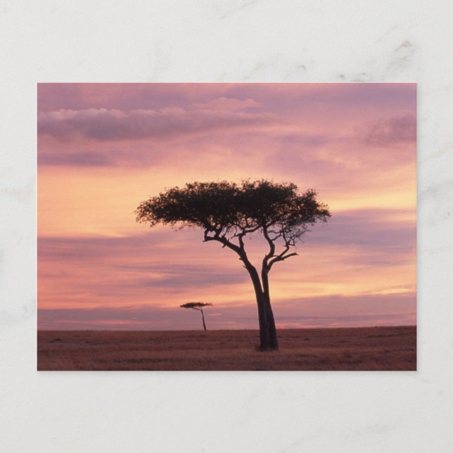 Silhouette image of acacia tree at sunrise postkarte (Vorderseite)