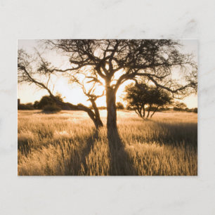 Silhouette of Acacia Trees in Grass. Mariental Postkarte