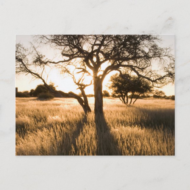 Silhouette of Acacia Trees in Grass. Mariental Postkarte (Vorderseite)