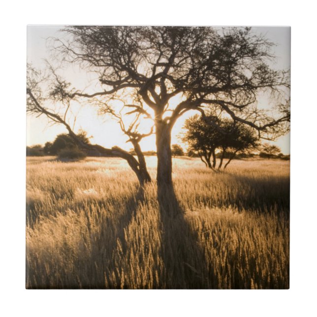 Silhouette von Acacia-Bäumen im Gras. Mariant Fliese (Vorderseite)