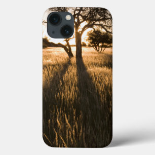 Silhouette von Akazienbäumen im Gras. Mariental Case-Mate iPhone Hülle