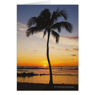 Silhouette von einer Palme durch einen roten