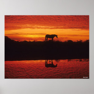 Silhouette von Pferden gegen Sunset Sky Poster