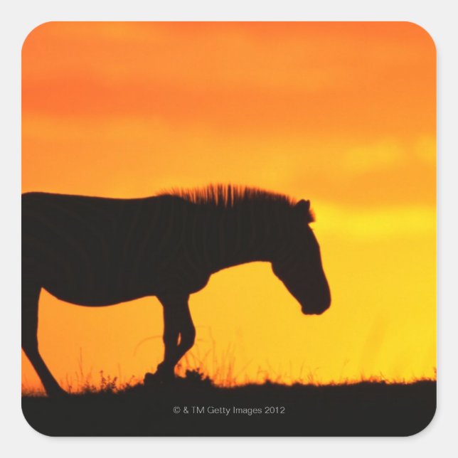 Silhouette von Zebra auf Savanne Quadratischer Aufkleber (Vorderseite)