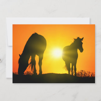 Silhouette von zwei Pferden bei Sonnenuntergang