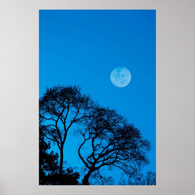 Silhouetten und Vollmond Poster (Vorne)