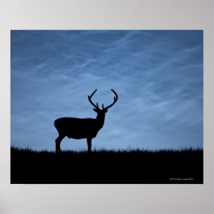Silhouettes Red Deer Stag in der Nacht Poster