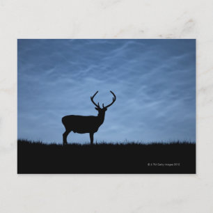 Silhouettes Red Deer Stag in der Nacht Postkarte