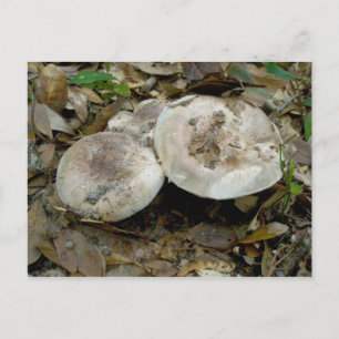 Silk Mushroom Trio OBX Postkarte