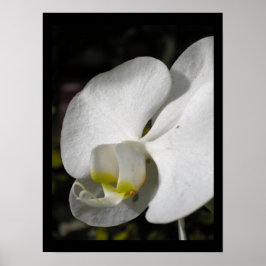 Silk Orchid Floral Fotoster Poster