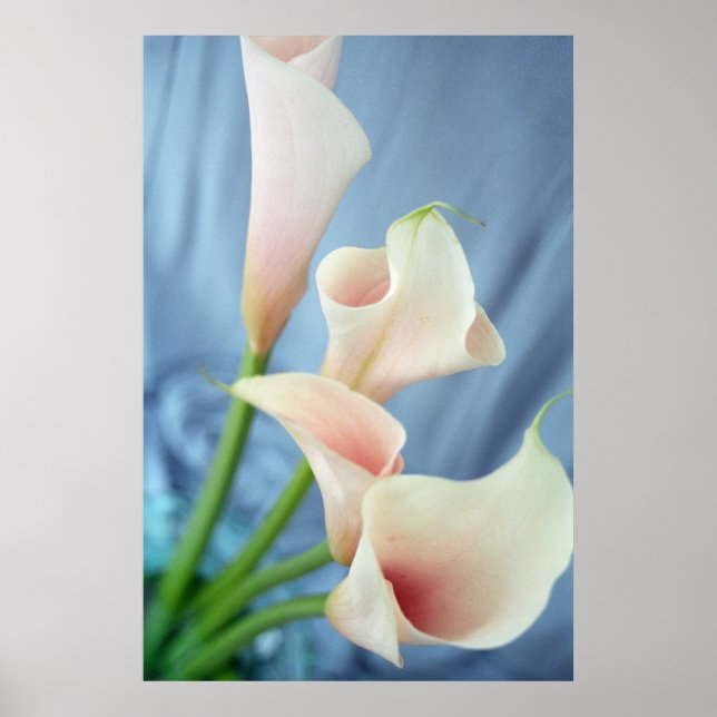 Silk Parade White Calla Lily Fotografy Posters Poster (Vorne)