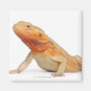 SilkBacks skalenloser Bartdrache - Pogona Magnet