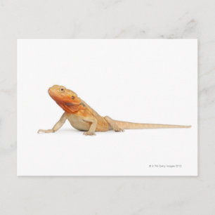 SilkBacks skalenloser Bartdrache - Pogona Postkarte
