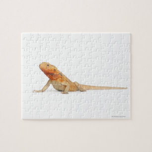 SilkBacks skalenloser Bartdrache - Pogona Puzzle