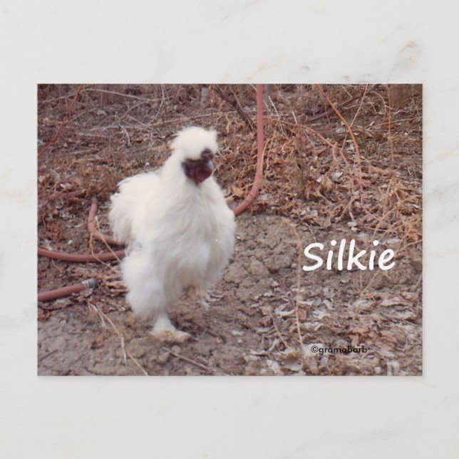 Silkie Bantam Chicken Postcard Postkarte (Vorderseite)