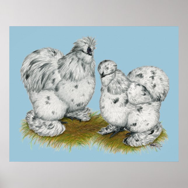 Silkie Bantam Splash Chickens Poster (Vorne)