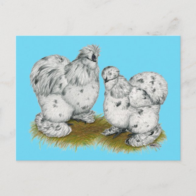 Silkie Bantam Splash Chickens Postkarte (Vorderseite)