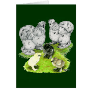 Silkie Bantam Splash Familie