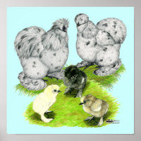 Silkie Bantam Splash Familie
