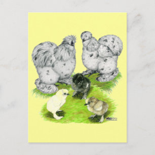 Silkie Bantam Splash Familie Postkarte