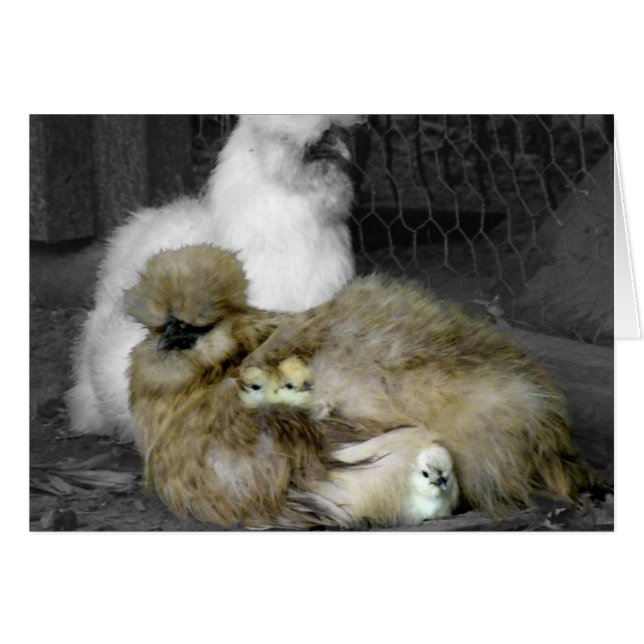 Silkie Hens mit Hühnern pinkeln aus Federn (Vorderseite (Horizontal))