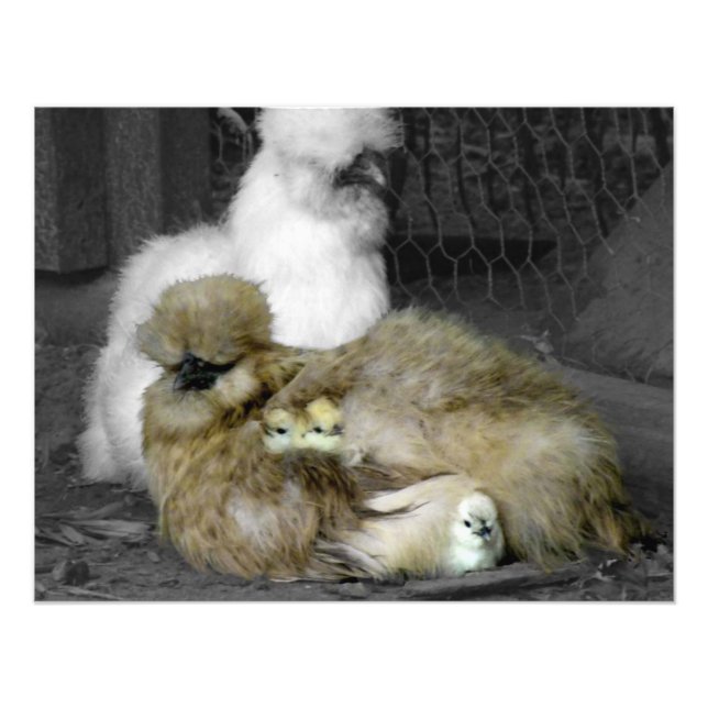 Silkie Hens mit Hühnern pinkeln aus Federn Fotodruck (Vorne)