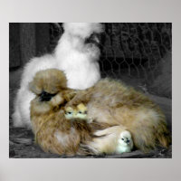 Silkie Hens mit Hühnern pinkeln aus Federn