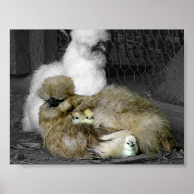 Silkie Hens mit Hühnern pinkeln aus Federn Poster (Vorne)