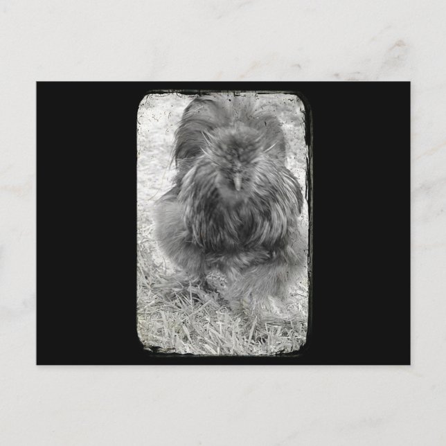 Silkie Postkarte (Vorderseite)