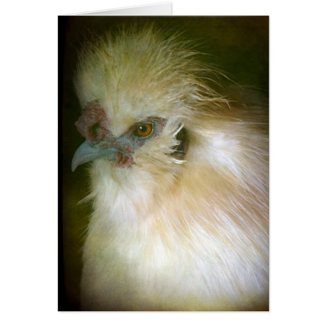 Silkie Rooster (Vorne)
