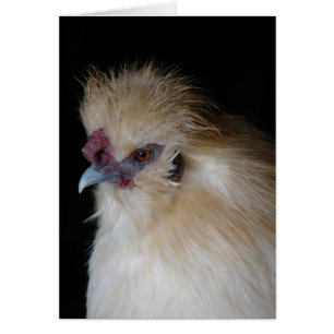 Silkie Rooster