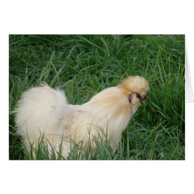 Silkie Rooster (Vorderseite (Horizontal))