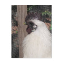 Silkie Rooster Foto Postkarte